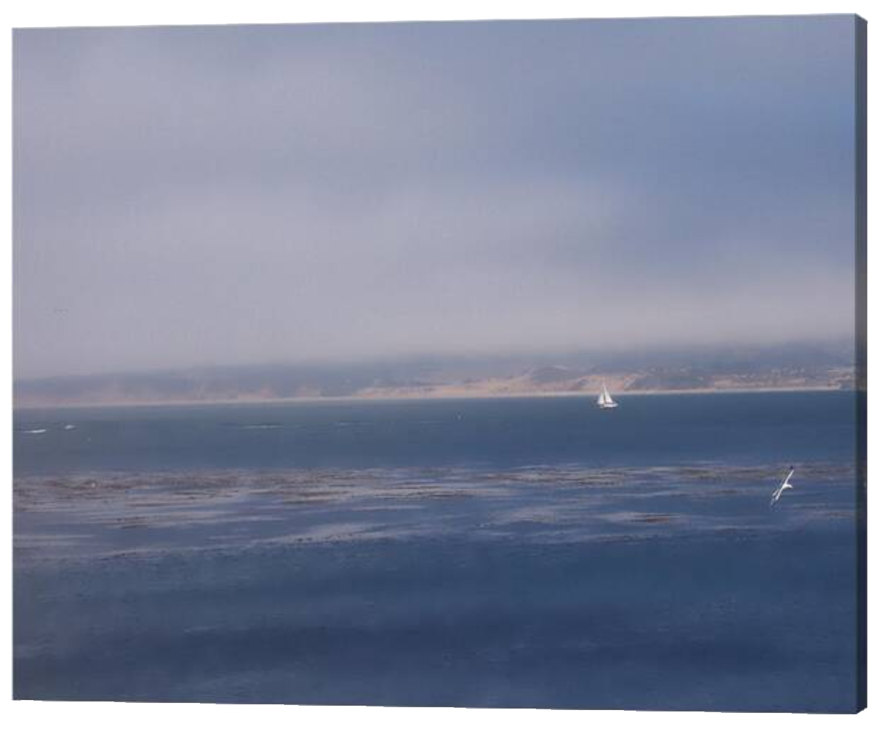 Solo Sail in Monterey Bay Premium Canvas Art